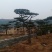 造型黑松，造型油松，包成活基地直供，包技术指导