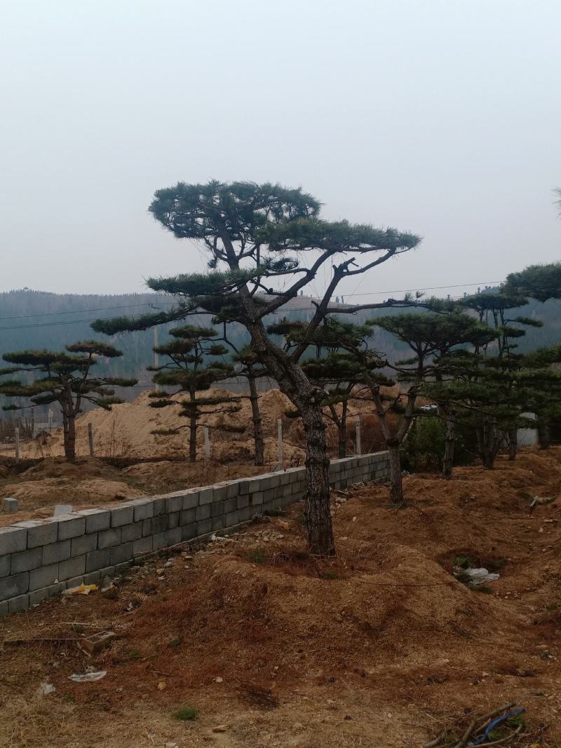 造型黑松，造型油松，包成活基地直供，包技术指导