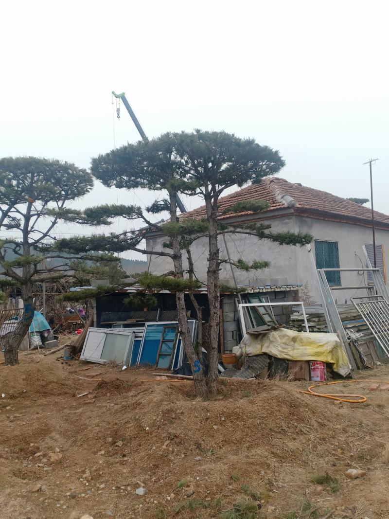 造型黑松，造型油松，包成活基地直供，包技术指导