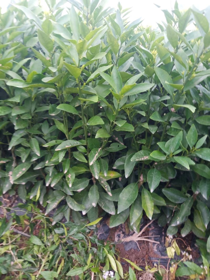 纸壳头沃柑地苗，根系主杆非常漂亮，看上的老板快来。