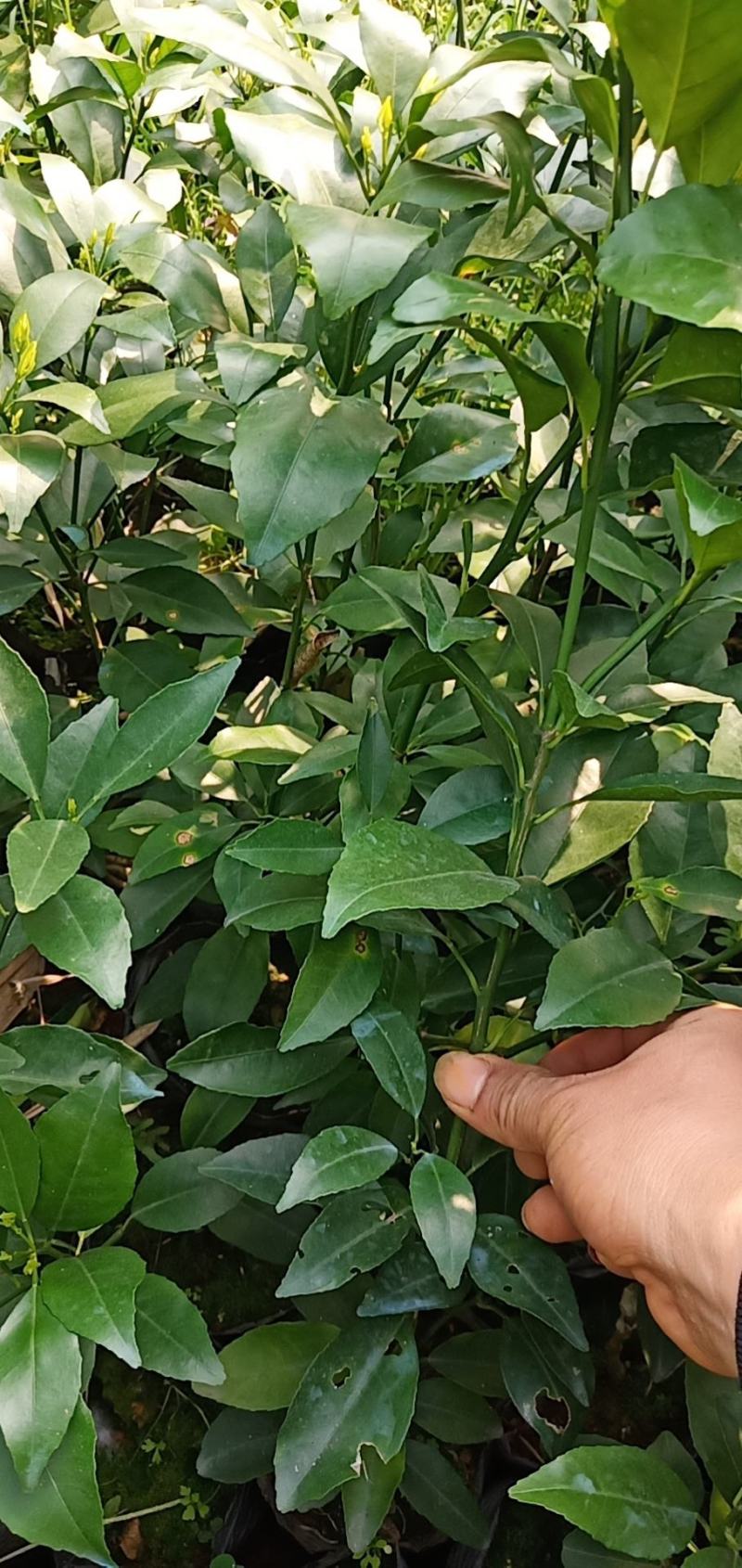 纸壳头沃柑地苗，根系主杆非常漂亮，看上的老板快来。