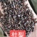 山梨种子河北专业加工销售一条龙。