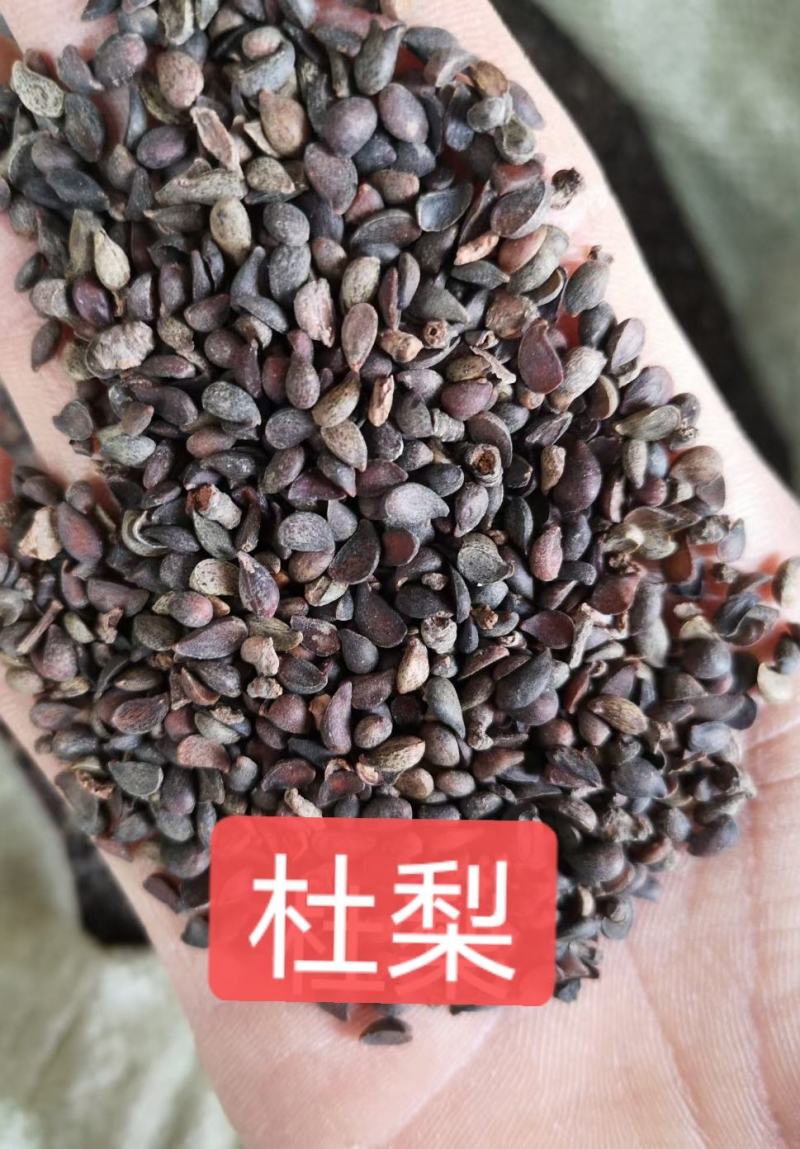 山梨种子河北专业加工销售一条龙。