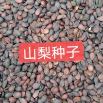 山梨种子河北专业加工销售一条龙。
