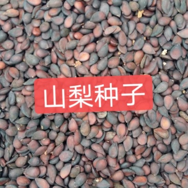 山梨种子河北专业加工销售一条龙。