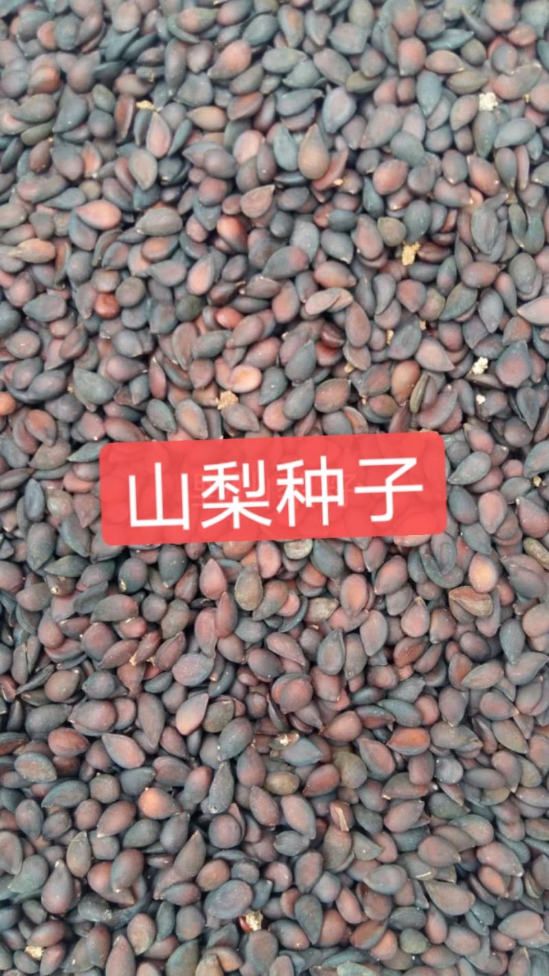 山梨种子河北专业加工销售一条龙。