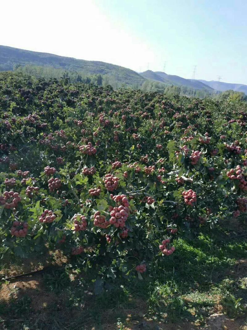 山楂干，产地山东，自然晒片，手工切片，无虫口，颜色好，