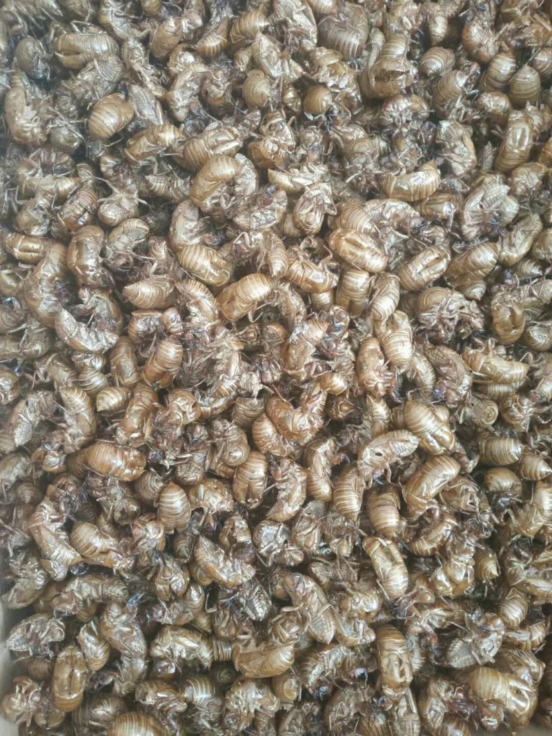 蝉蜕，通货，好沙地，水洗货，产地蝉蜕，