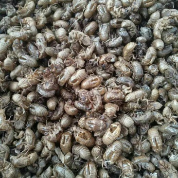 蝉蜕，通货，好沙地，水洗货，产地蝉蜕，