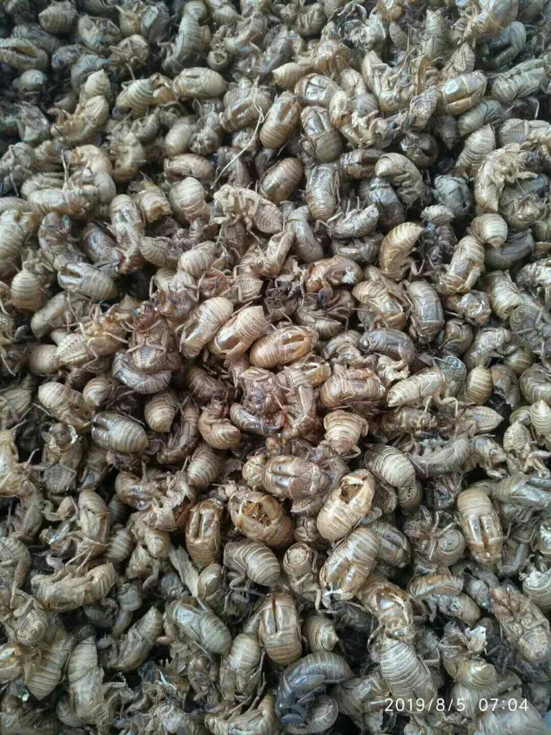蝉蜕，通货，好沙地，水洗货，产地蝉蜕，