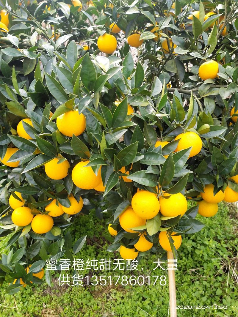 蜜香橙大量上市，一块一到一块五一斤看货论价。