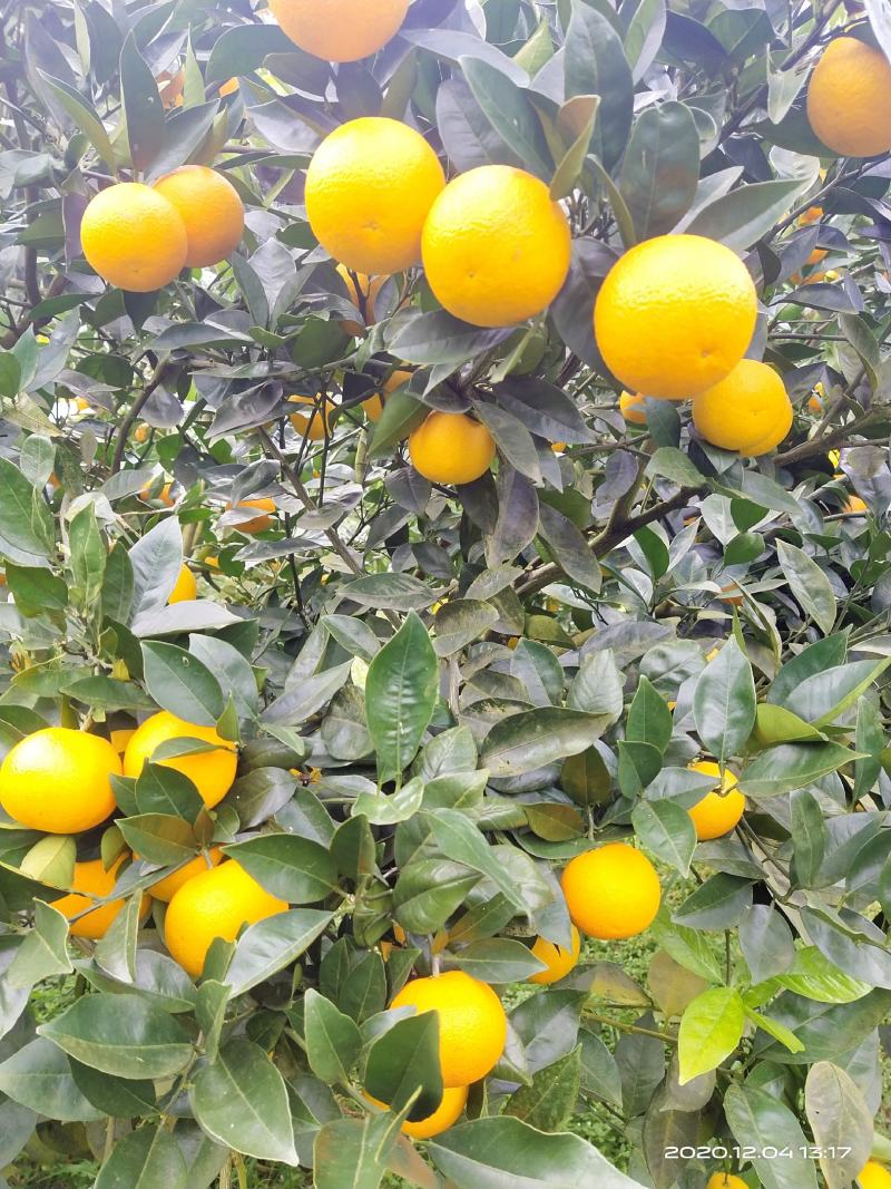 蜜香橙大量上市，一块一到一块五一斤看货论价。