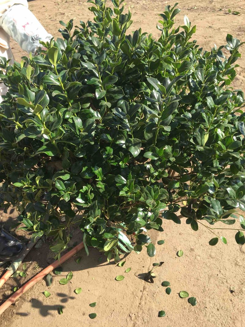 无刺枸骨无刺枸骨球冠幅饱满质量好价格优