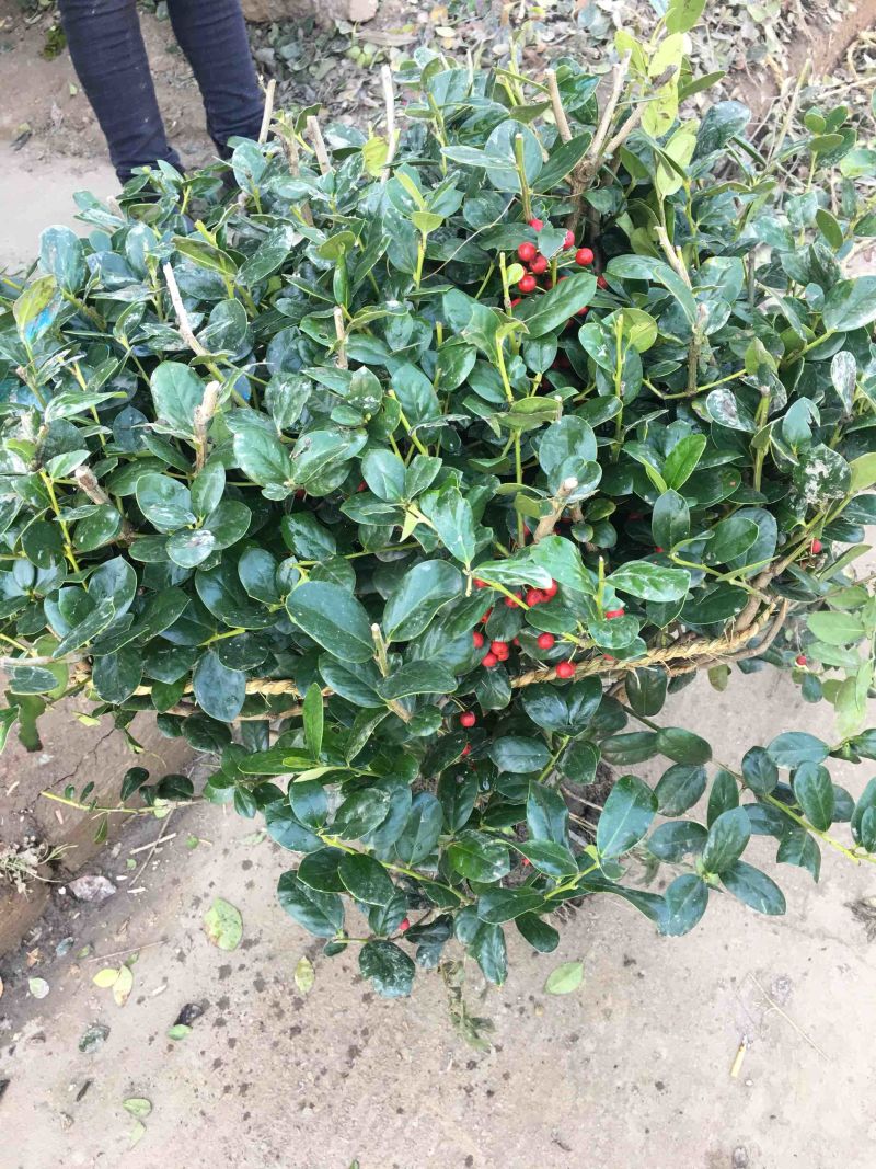 无刺枸骨无刺枸骨球冠幅饱满质量好价格优
