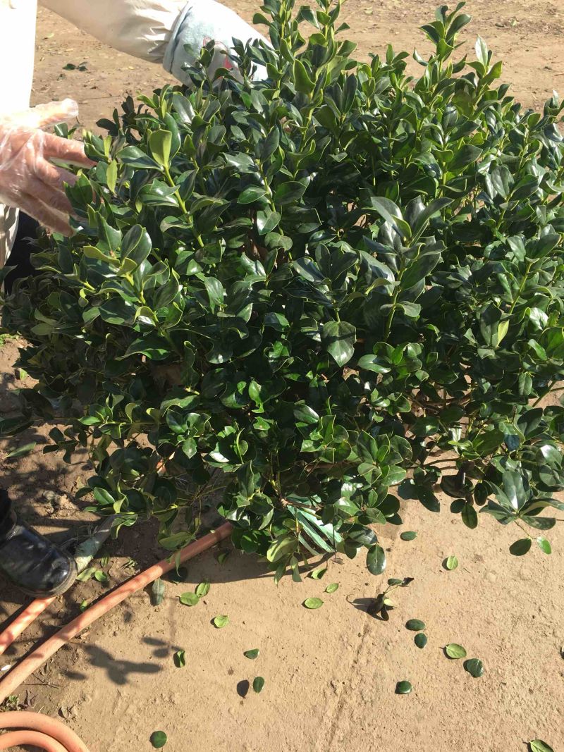 无刺枸骨无刺枸骨球冠幅饱满质量好价格优