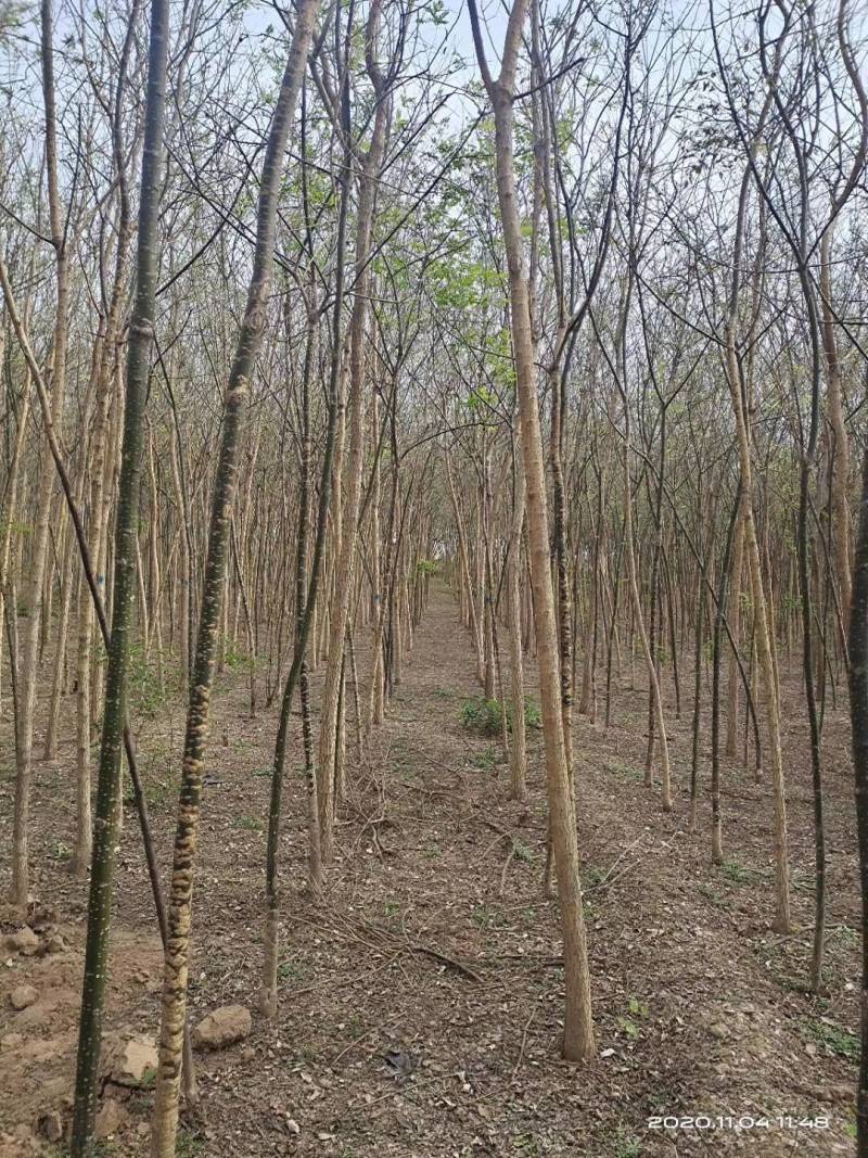苗圃便宜处理3--10公分囯槐，质优价低，看上的联系