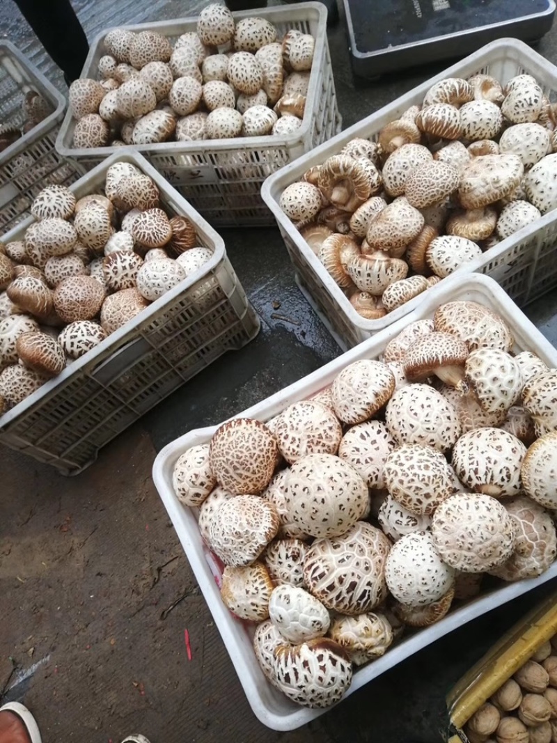 河南泌阳天白大花菇带脚肉厚味香浓香菇干货产地批发