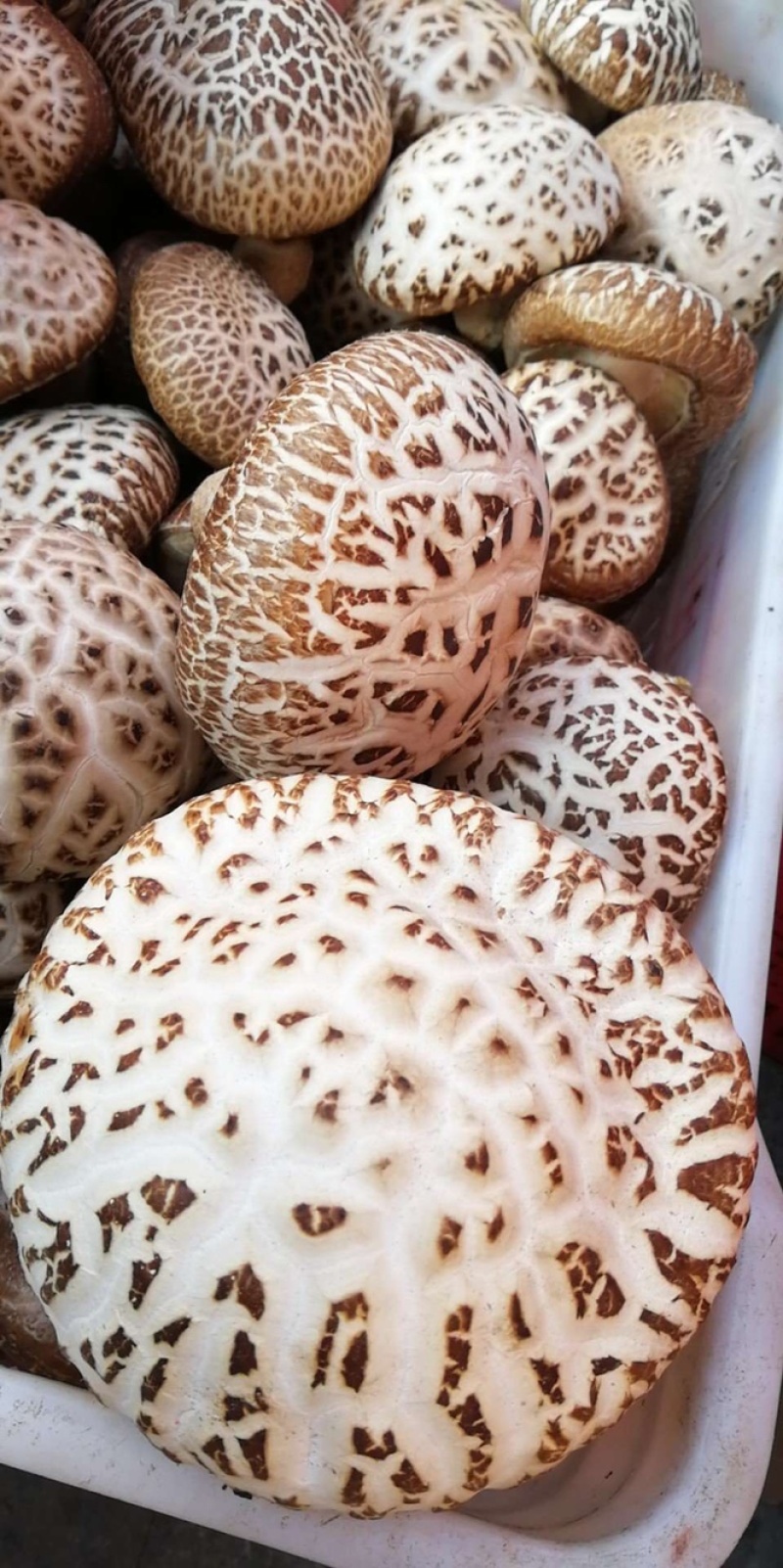 河南泌阳天白大花菇带脚肉厚味香浓香菇干货产地批发