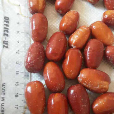 沙枣进口沙枣质量好20吨现货