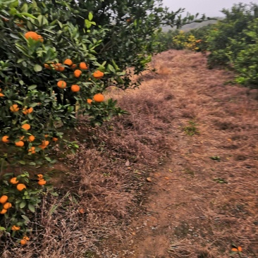 香甜可口橘子种植基地