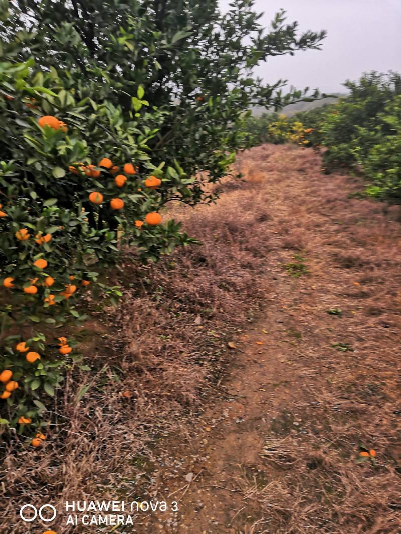 香甜可口橘子种植基地