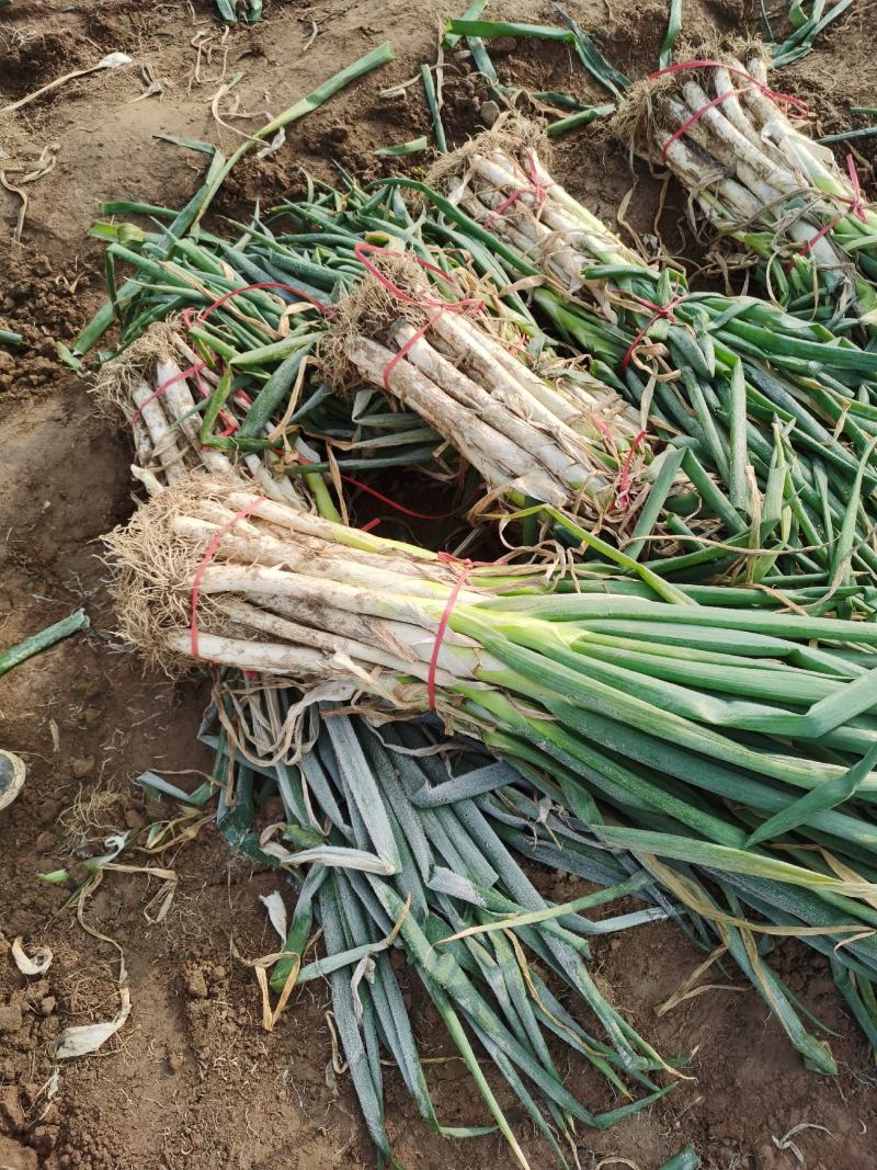 菏泽牡丹区沙土镇长白大葱