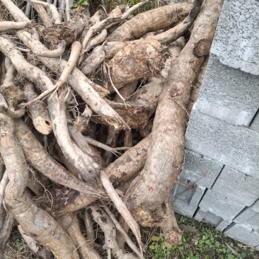陕西秦岭南野生鲜葛根