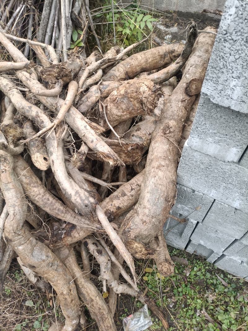 陕西秦岭南野生鲜葛根