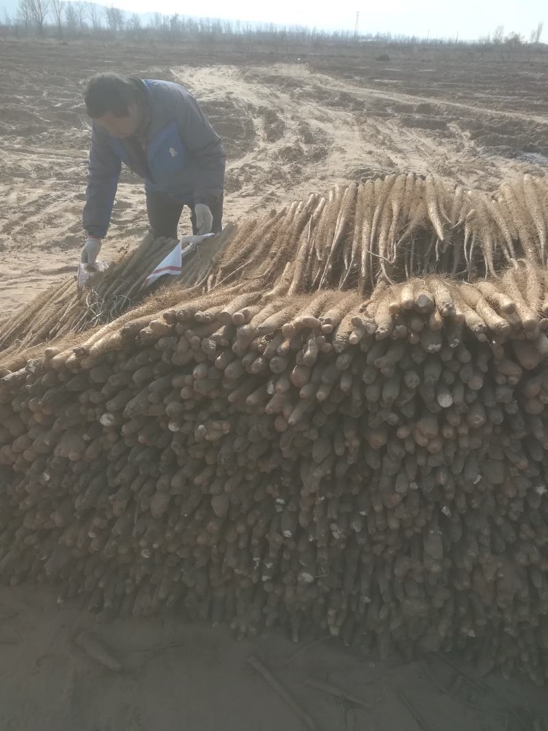 铁棍山药货源充足现已开始出售有想法的老铁赶紧联系