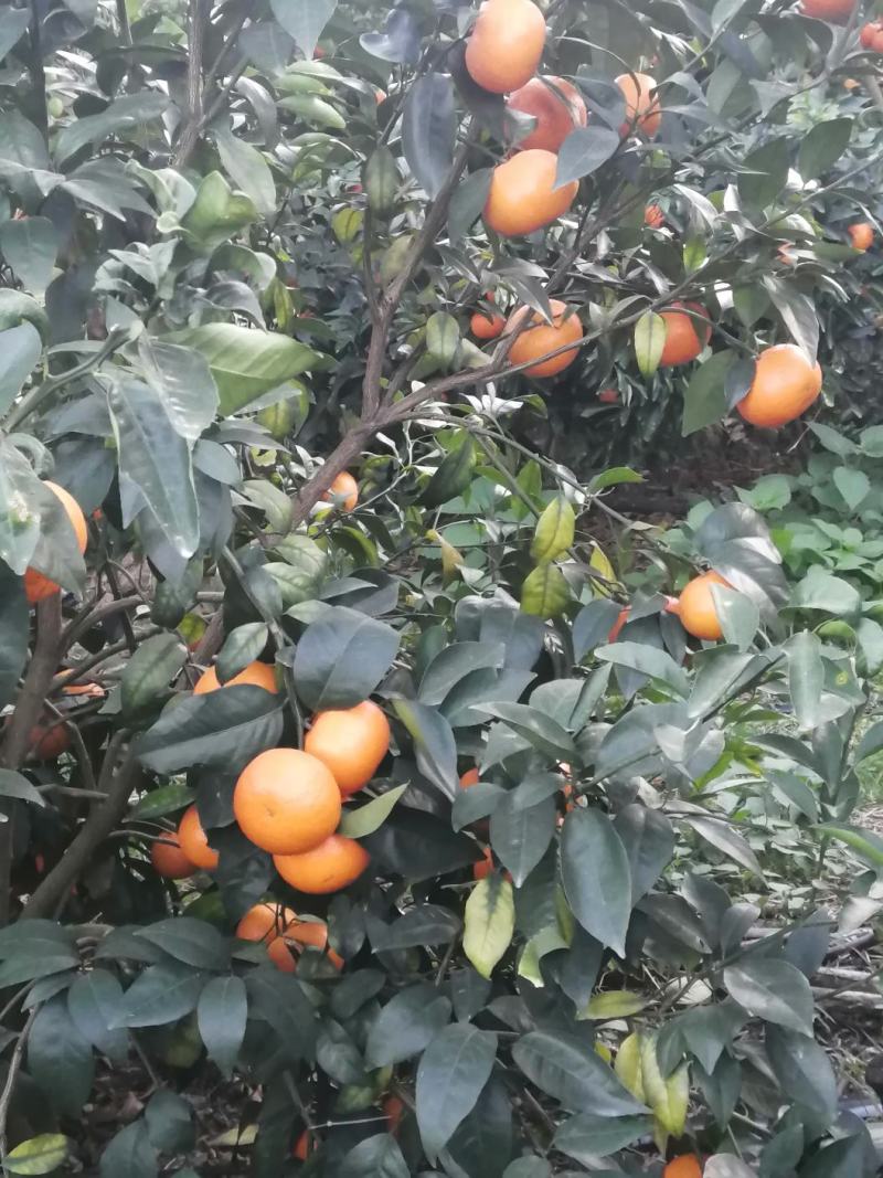 柑橘沃柑大量上市.