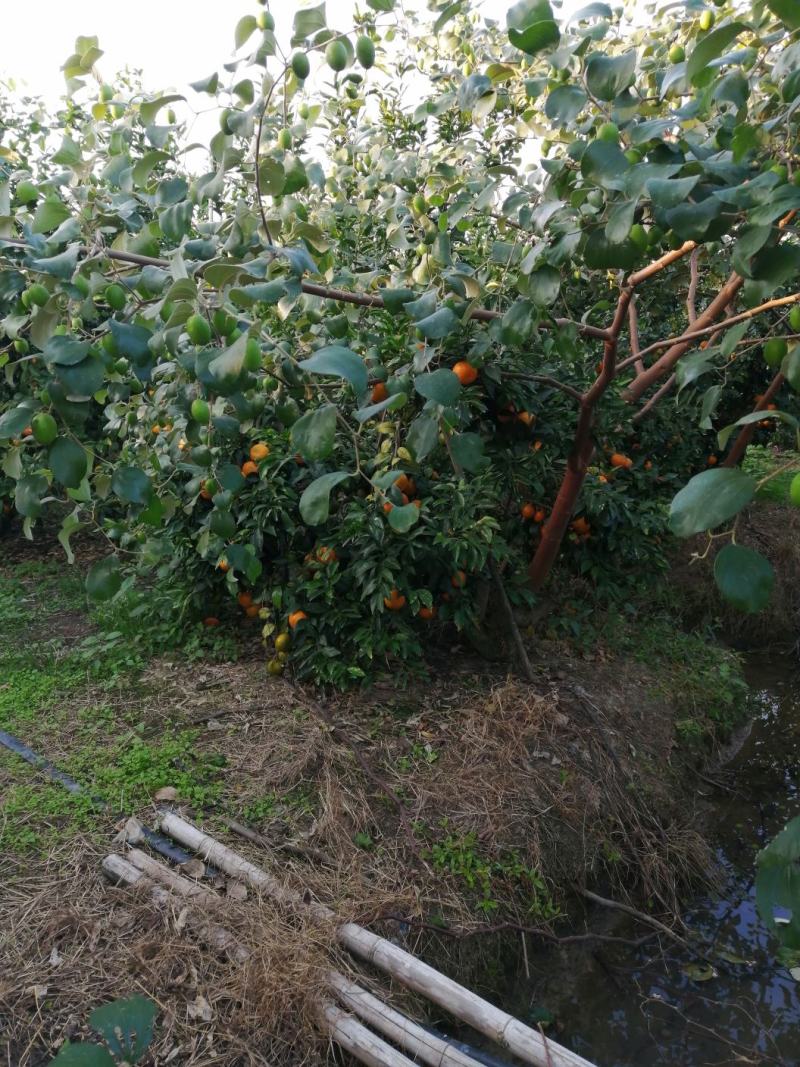 柑橘沃柑大量上市.