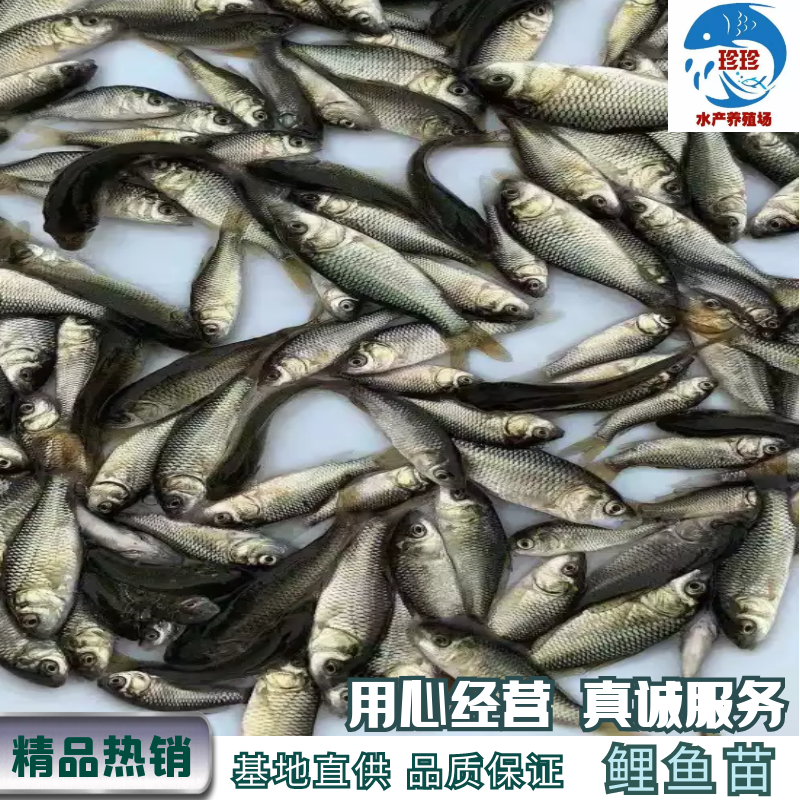 鲤鱼苗，长冮鲤鱼苗，健鲤鱼苗。禾花鲤鱼苗（支持水花批发）