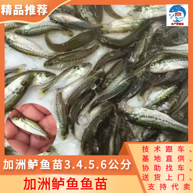 【鲈鱼苗】加洲鲈鱼苗淡水鲈鱼苗量大从优已训吃料水花批发