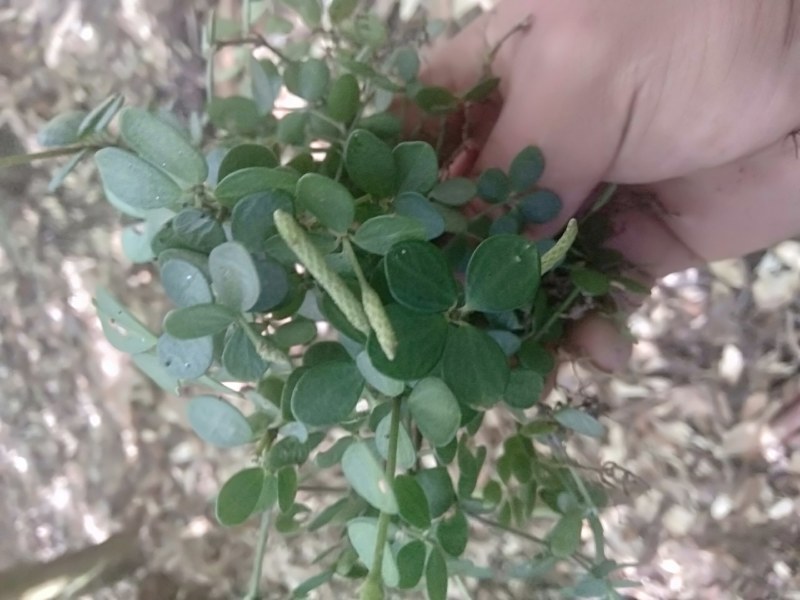 云南石婵草石蝉草胡椒草散血丹草统货现货深山采集
