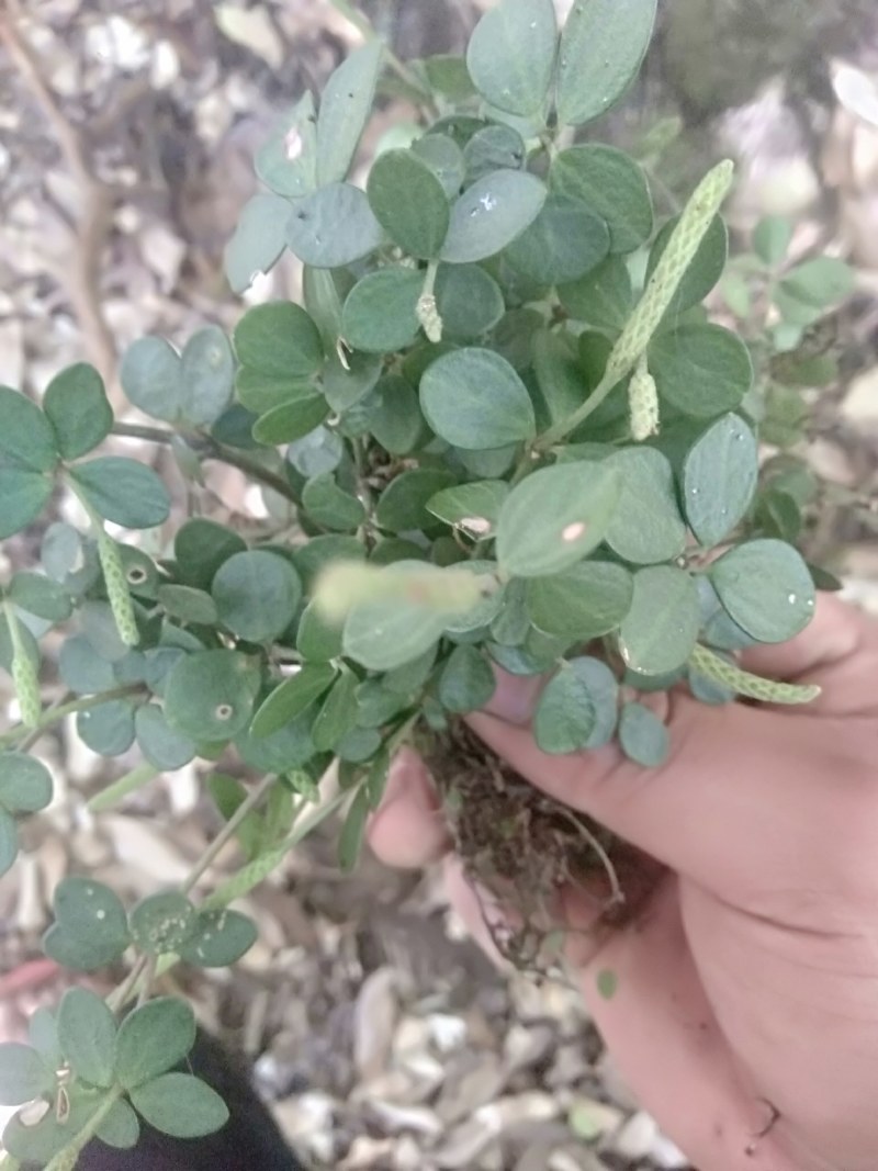 云南石婵草石蝉草胡椒草散血丹草统货现货深山采集
