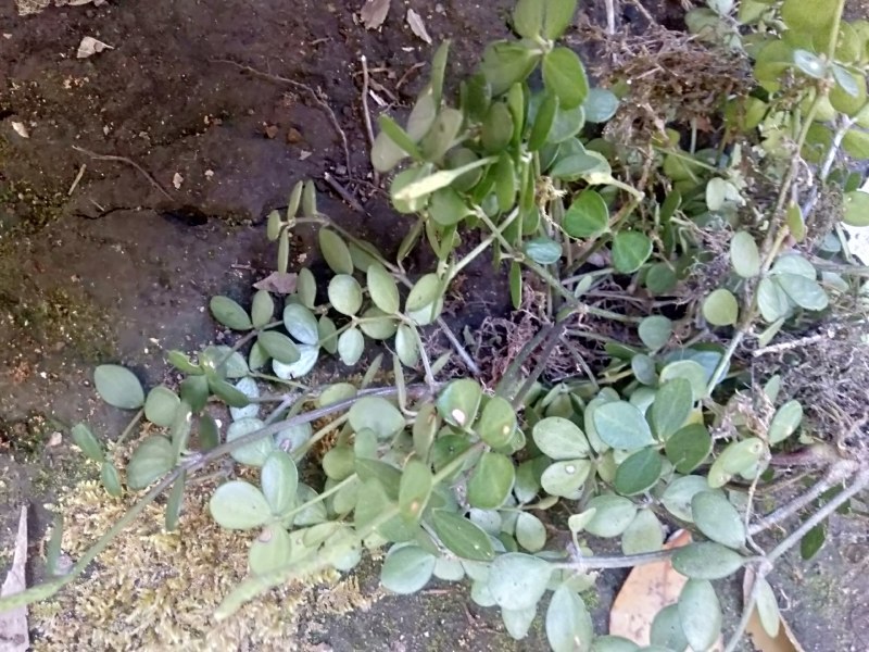 云南石婵草石蝉草胡椒草散血丹草统货现货深山采集