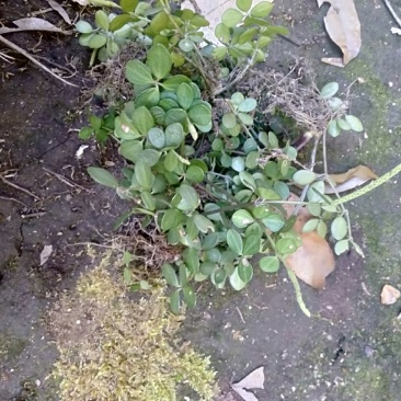 云南石婵草石蝉草胡椒草散血丹草统货现货深山采集