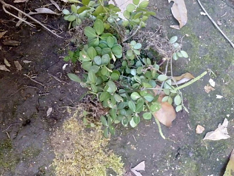 云南石婵草石蝉草胡椒草散血丹草统货现货深山采集