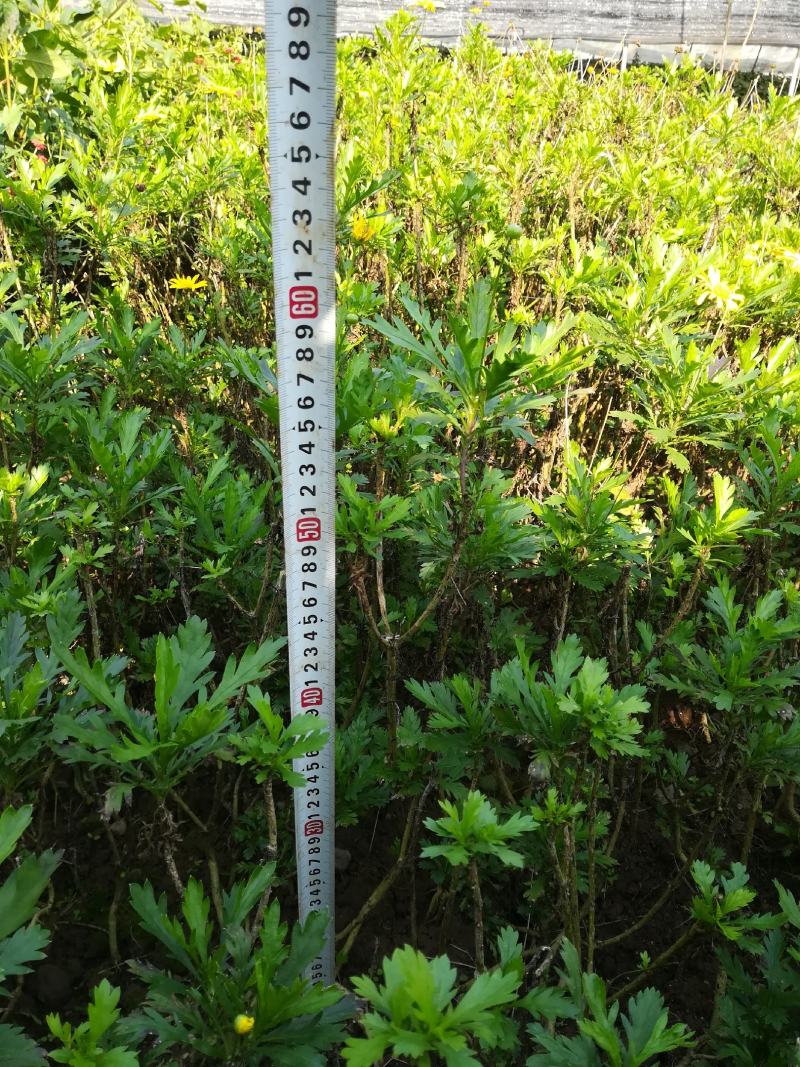木春菊基地批发，量大从优，物美廉价