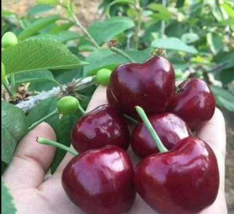 车厘子樱桃树苗适合南北方种植自花授粉包成活包技术