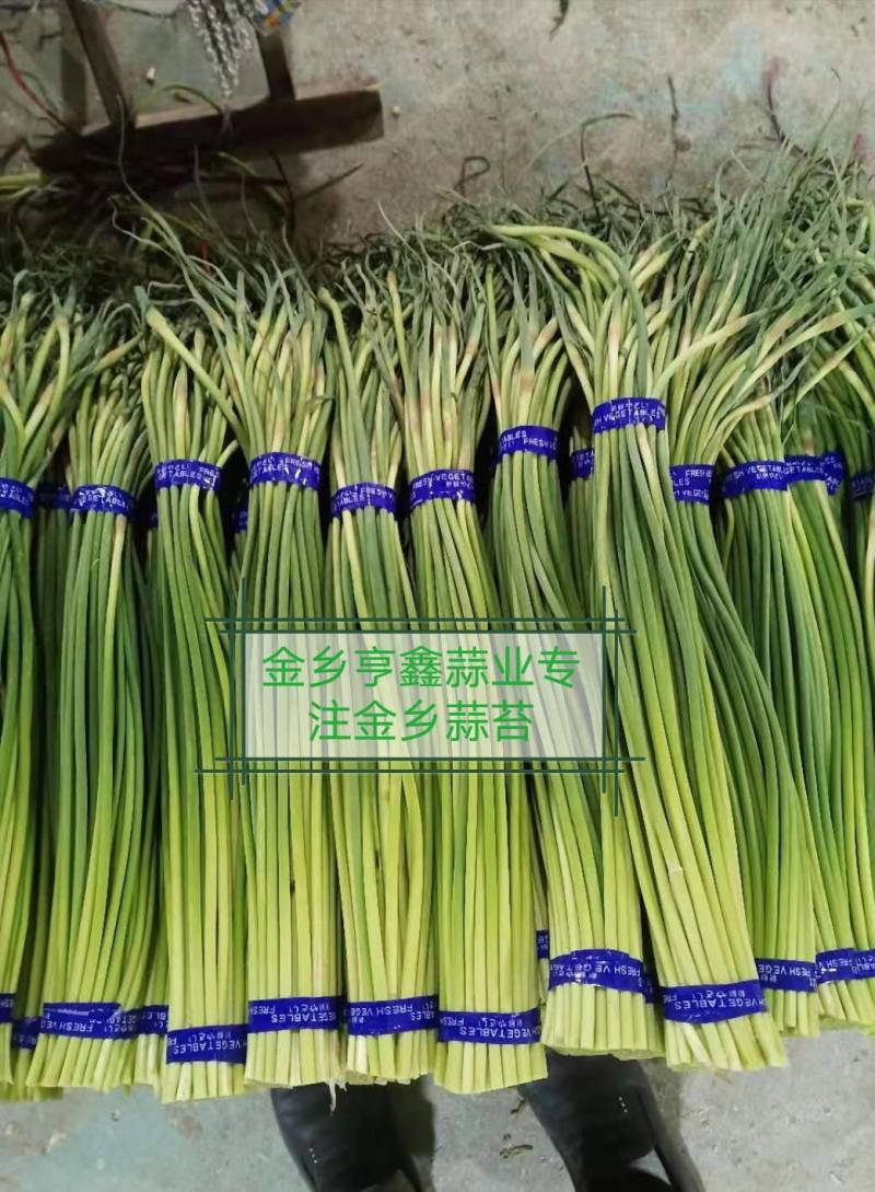 山东金乡红帽蒜薹！代发全国市场冷库出租！按需发货价优惠。