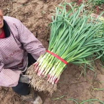 河南安阳内黄红根蒜苗，质量好，价格稳定，走货快，欢迎各位