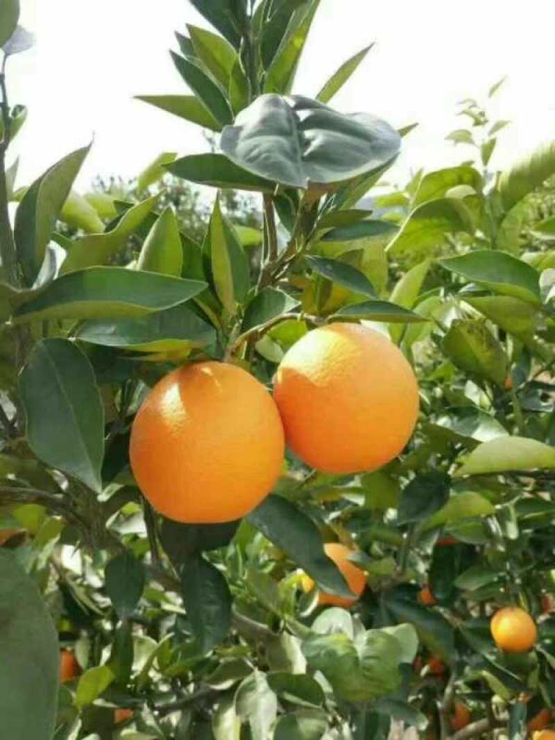 精品脐橙湖北脐橙看货采摘以质量论价格欢迎订购