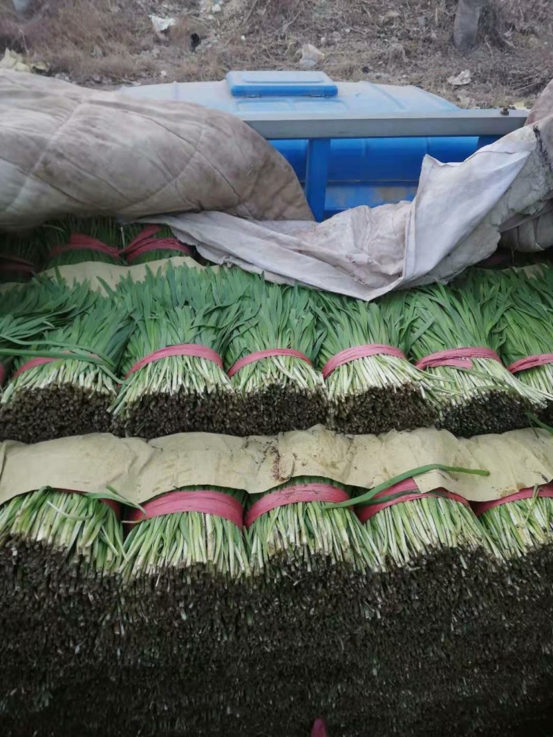 唐山乐亭二刀韭菜大量有货，一手货源，一直供应到春节