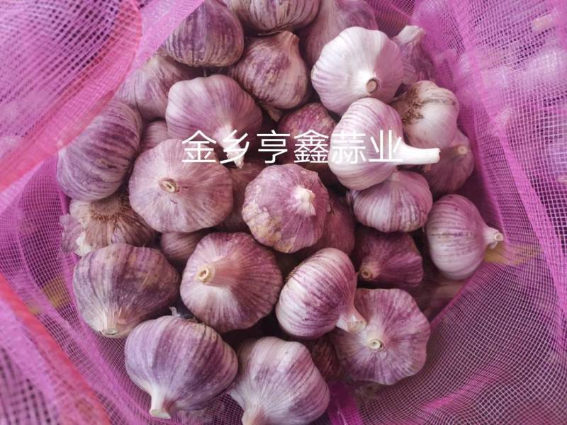 山东金乡紫皮太空蒜，常年供应，代发全国市场，冷库出租，