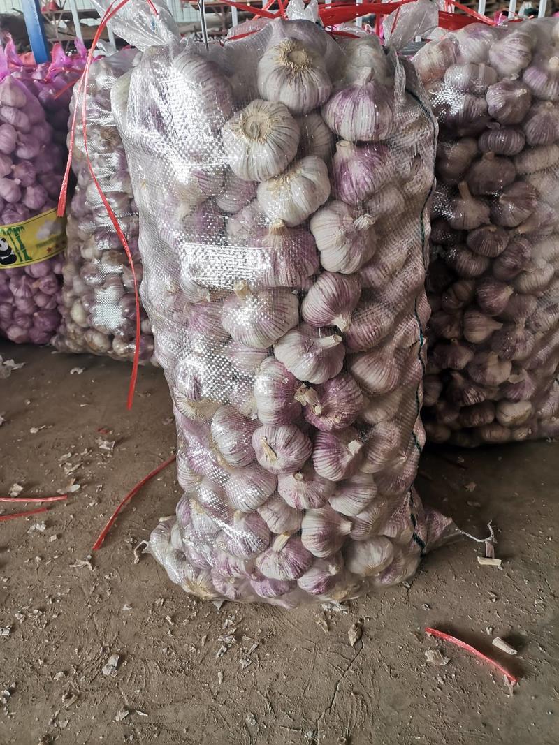 山东金乡紫皮太空蒜，常年供应，代发全国市场，冷库出租，