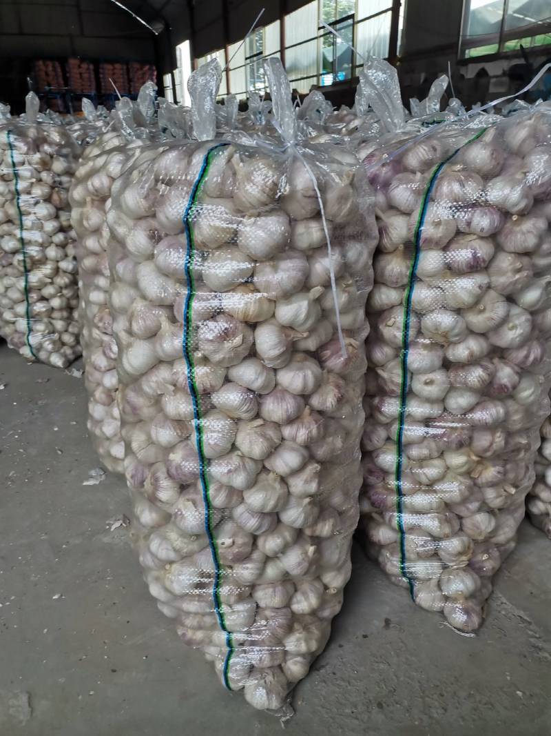 山东精品金乡大蒜，专业从事大蒜，超市电商专供，冷库出租。