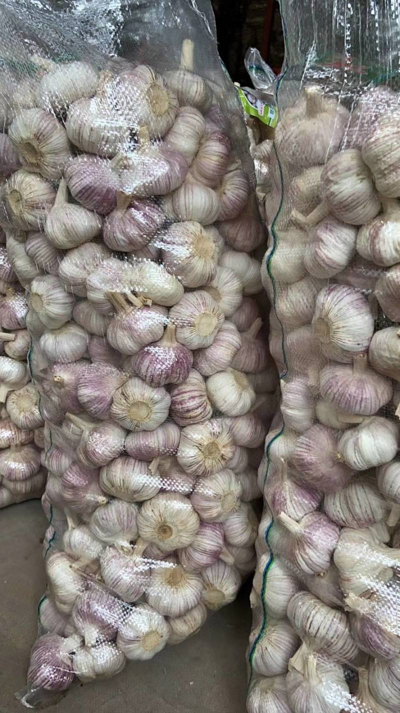 山东精品金乡大蒜，专业从事大蒜，超市电商专供，冷库出租。