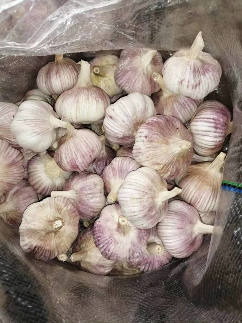 山东精品金乡大蒜，专业从事大蒜，超市电商专供，冷库出租。