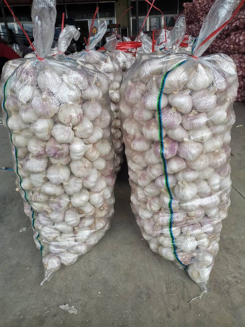 山东金乡大蒜，红皮大蒜，一手货源，冷库储存，代发全国市场